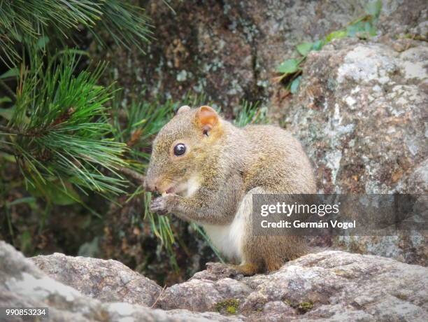 squirrel eating in the wild - huangshan city anhui province stock pictures, royalty-free photos & images