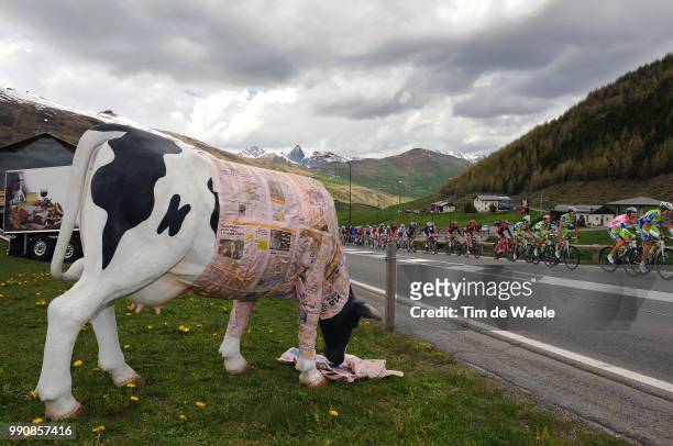 93Th Giro D'Italia 2010, Stage 20Illustration Illustratie, Peleton Peloton, La Gazetta Cow Vache Koe, Landscape Paysage Landschap, Bormio - Ponte Di...