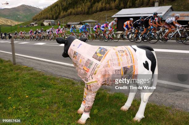 93Th Giro D'Italia 2010, Stage 20Illustration Illustratie, Peleton Peloton, La Gazetta Cow Vache Koe, Landscape Paysage Landschap, Bormio - Ponte Di...
