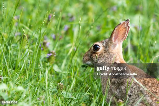 hare eating grass in the meadow - iseo stock pictures, royalty-free photos & images