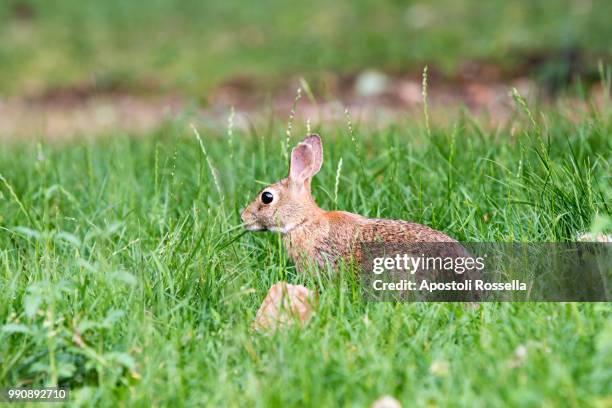 rabbit in the meadow - iseo stock pictures, royalty-free photos & images