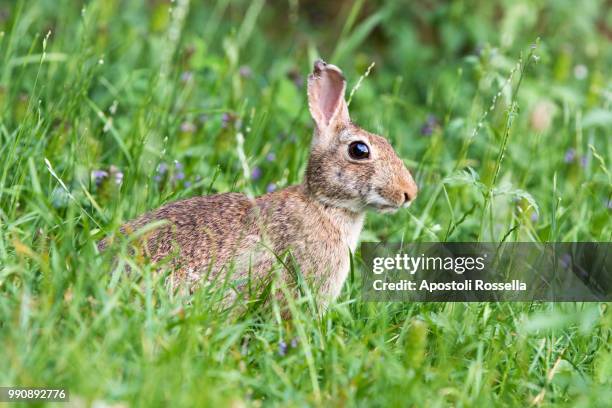 rabbit in the meadow - iseo stock pictures, royalty-free photos & images