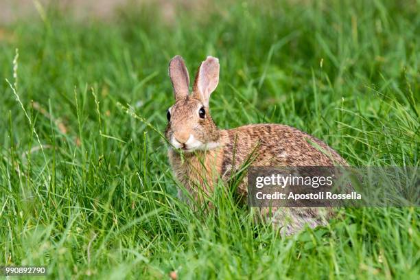 rabbit in the meadow - iseo stock pictures, royalty-free photos & images