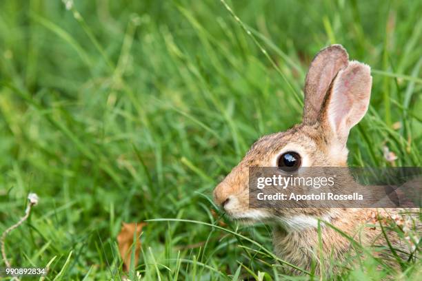 hare eating grass in the meadow - iseo stock pictures, royalty-free photos & images