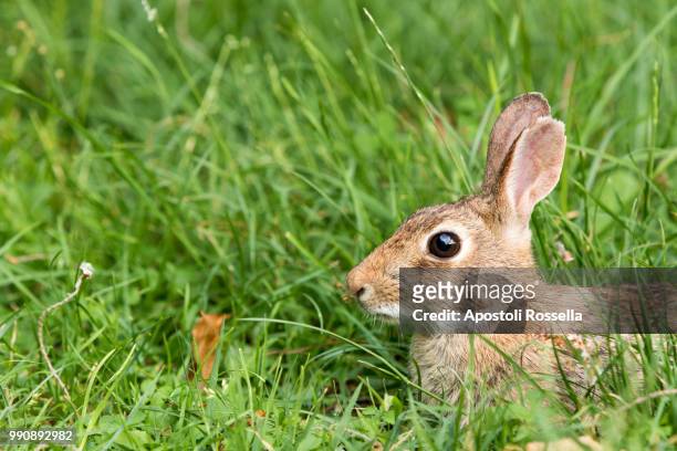 hare eating grass in the meadow - iseo stock pictures, royalty-free photos & images