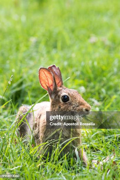 hare eating grass in the meadow - iseo stock pictures, royalty-free photos & images