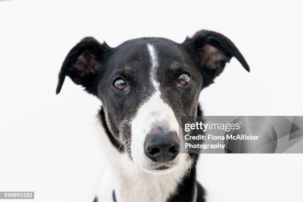 lurcher dog face expression on white background - lurcher stockfoto's en -beelden