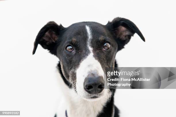 lurcher dog face expression on white background - big eyes stock pictures, royalty-free photos & images