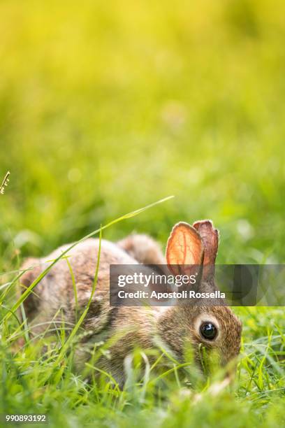 rabbit in the meadow - iseo stock pictures, royalty-free photos & images