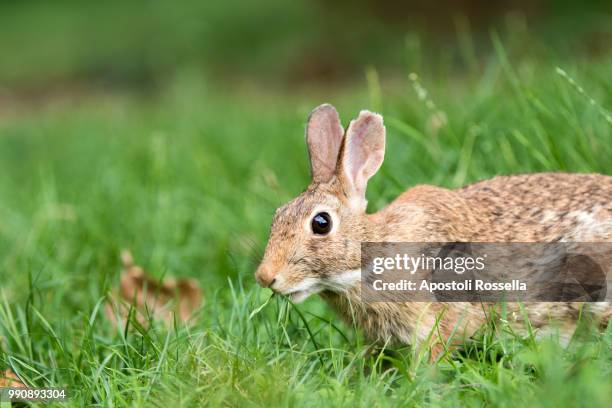 hare eating grass in the meadow - iseo stock pictures, royalty-free photos & images