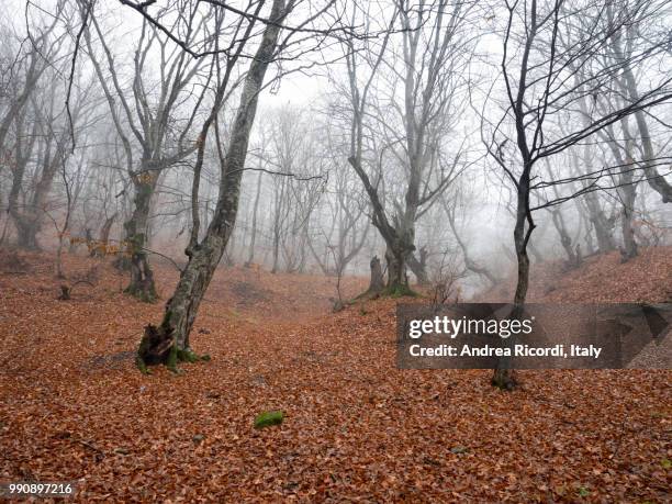 autumn woods, foliage - ricordi stock-fotos und bilder