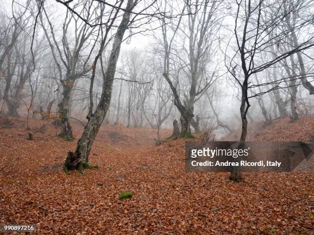 autumn woods, foliage - ricordi stock pictures, royalty-free photos & images