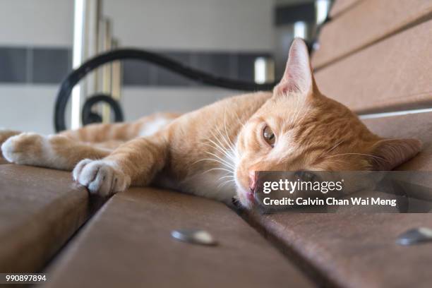 grumpy cat looking into camera - grumpy kitten stock pictures, royalty-free photos & images