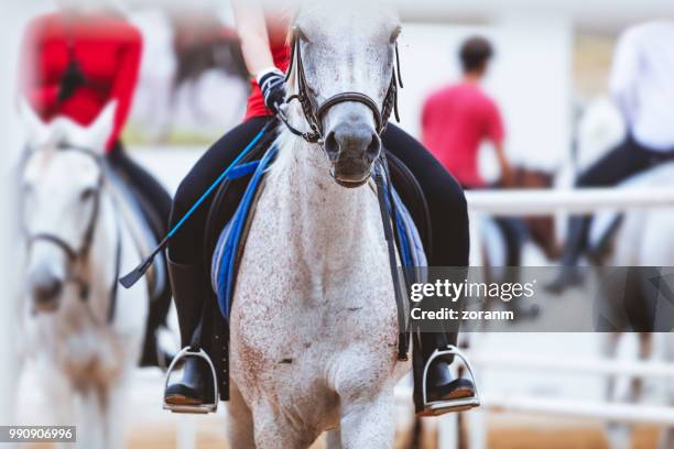 witte paard gereden - paardenbit stockfoto's en -beelden