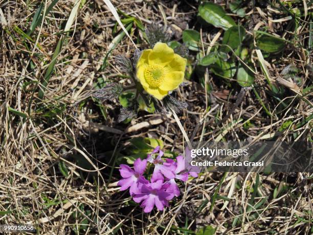 pulsatilla alpina delarbre subsp. apiifolia and primula hirsuta - pulsatilla alpina stock pictures, royalty-free photos & images