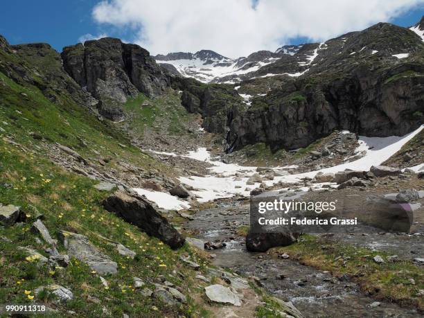 mountain stream surrounded by pulsatilla alpina in formazza valley - pulsatilla alpina stock pictures, royalty-free photos & images