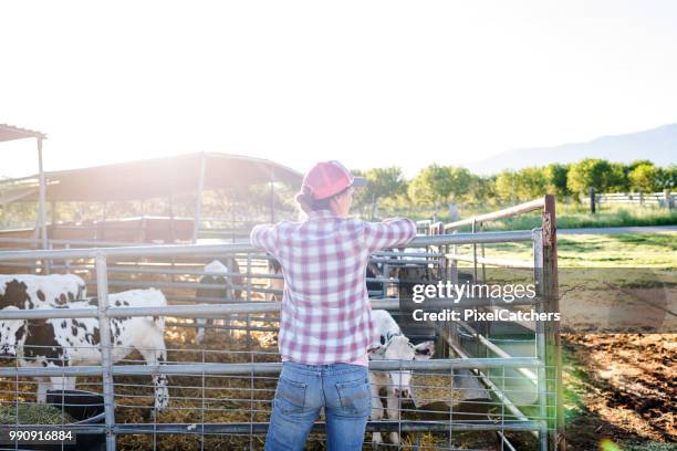 female dairy farmer leans on fence with young calves in pen - farmer dawn stock pictures, royalty-free photos & images