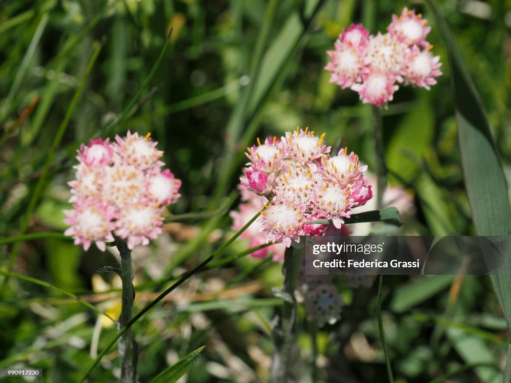 Detail of Antennaria Dioica Female Flowers At Simplon Pass