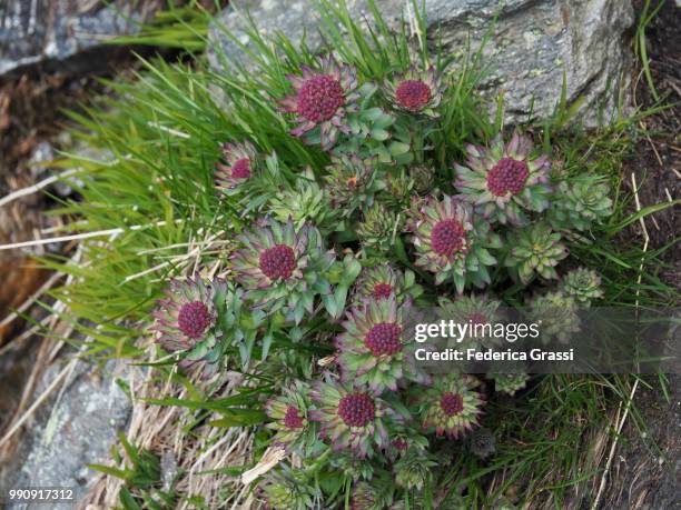arctic root, golden root (rhodiola rosea) in the high bognanco valley - bachblüten stock-fotos und bilder