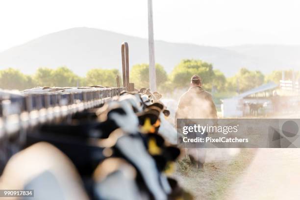 ritratto mattutino di un produttore lattiero-caseario che si allontana dalla macchina fotografica - dairy cattle foto e immagini stock