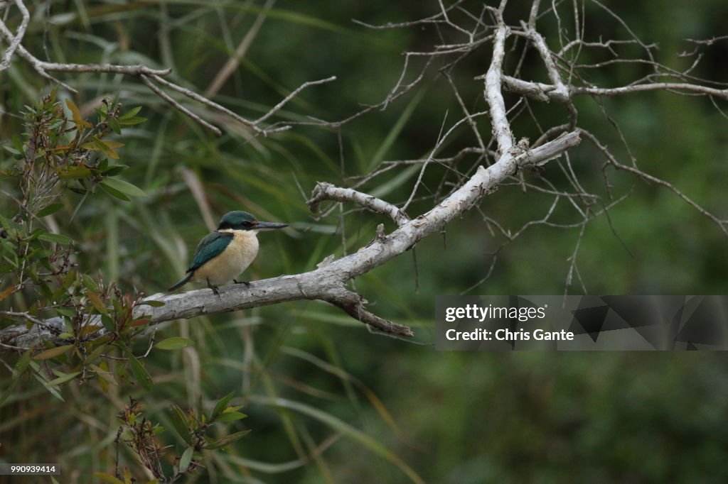 Bird, Sagittal Plane; Sacred Kingfisher; Patiently Foraging for Food at Wetland Water Swamp