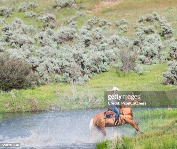 frau und ihren wunderschönen palomino pferd spritzwasser durch einen fluss - palomino stock-fotos und bilder