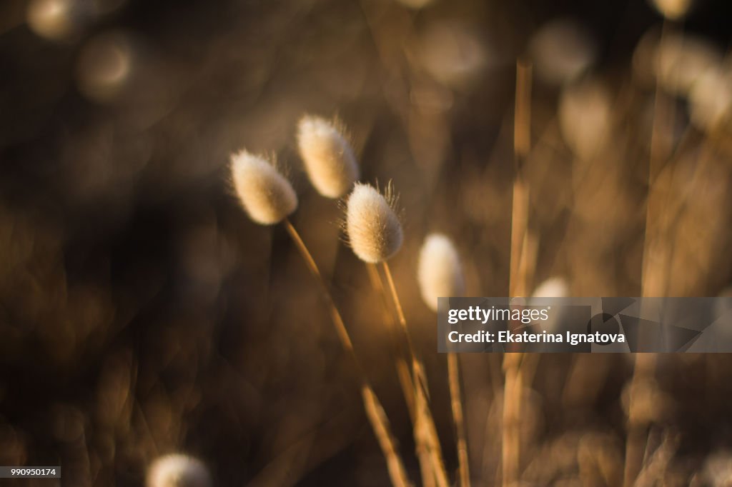 Dry plant in sunrise