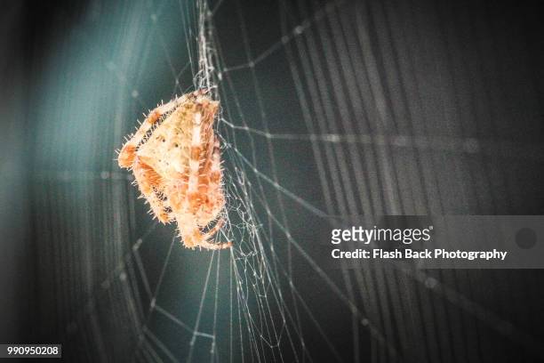 hanging on a web - orb weaver spider stock pictures, royalty-free photos & images