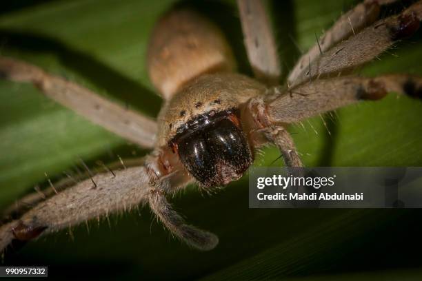 spider portrait - mahdi stock pictures, royalty-free photos & images