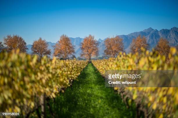 herbst cape winelands szene mit reihe von red leaf bäume selektiven fokus - constantia stock-fotos und bilder