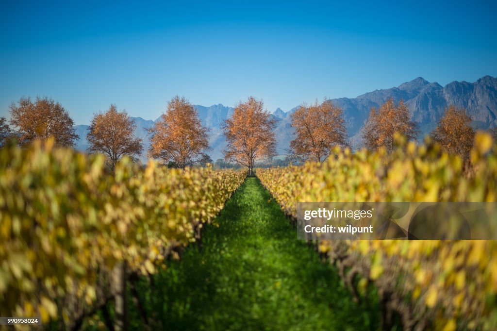 Mise au point sélective des arbres automne Cape Winelands scène avec rangée de feuilles rouge