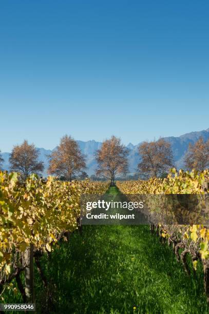 autumn cape winelands scene with row of red leaf trees - cape winelands imagens e fotografias de stock