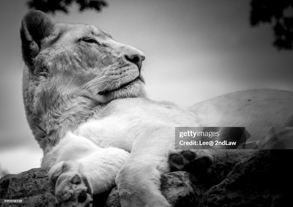 Waking lion