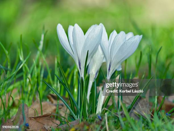 white crocuses. - korbel stock pictures, royalty-free photos & images