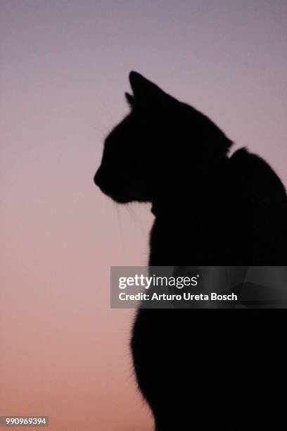 gato al atardecer - gato stock-fotos und bilder