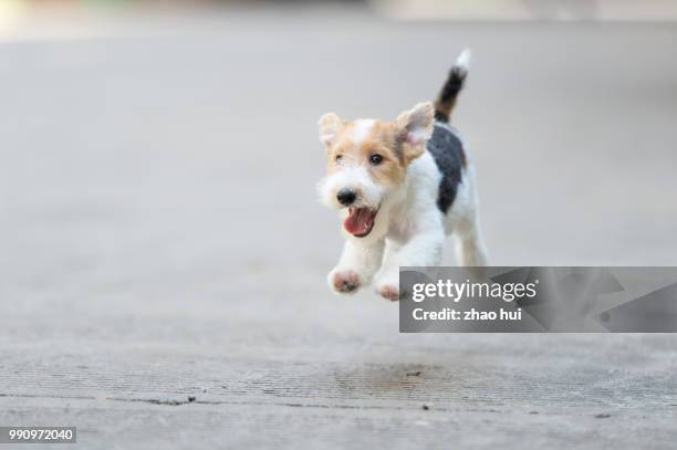292点のワイヤーフォックステリア犬のストックフォト Getty Images 292点のワイヤーフォックステリア犬のストックフォト Getty Images