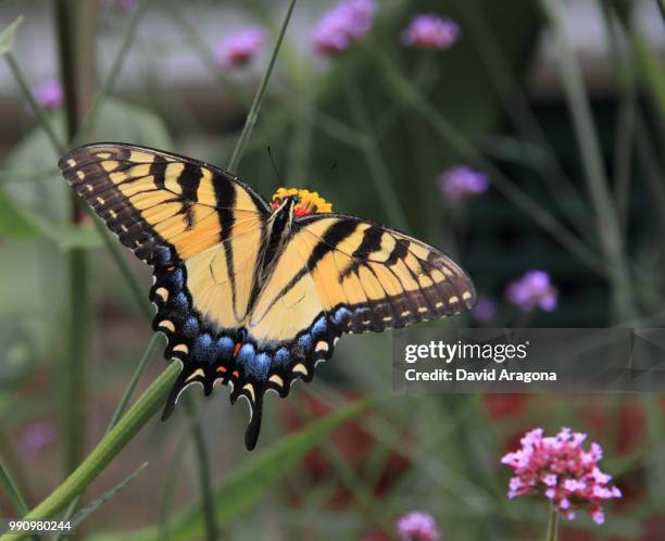 eastern tiger swallowtail butterfly - eastern tiger swallowtail stock pictures, royalty-free photos & images