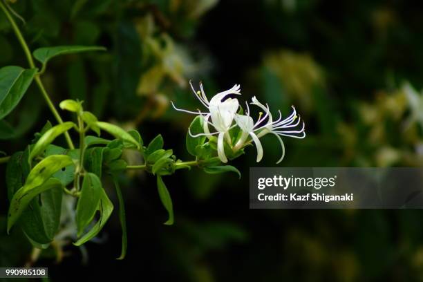 my sweet honeysuckle lips  i - arrowwood 個照片及圖片檔