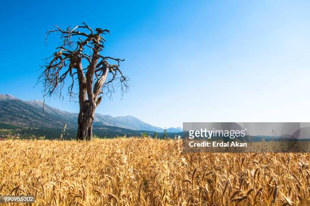 dry tree... - akan stock pictures, royalty-free photos & images