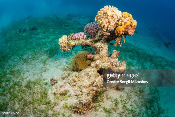Shells From Misool Misool Island Photos and Premium High Res Pictures - Getty Images