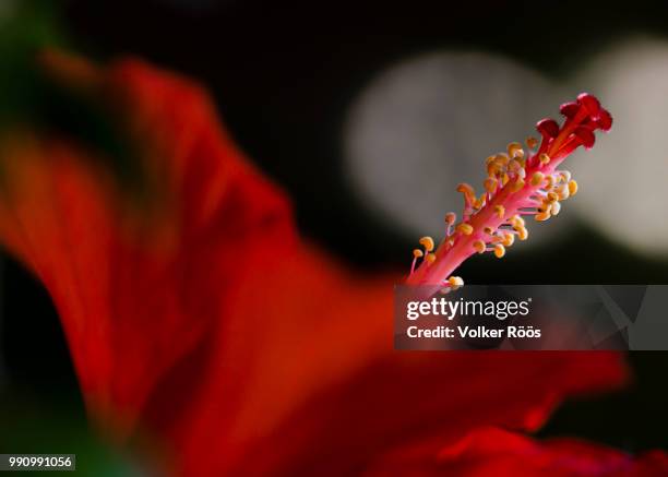 hibiscus stigma - flower stigma stock pictures, royalty-free photos & images