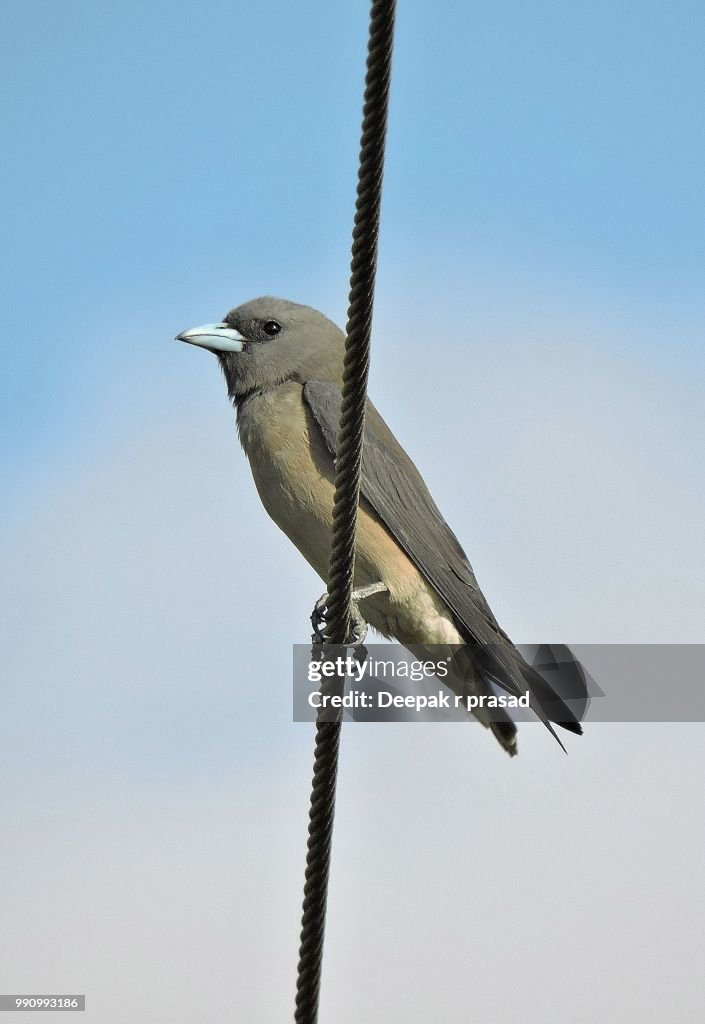 Ashy Woodswallow