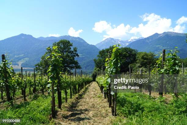 vineyard "pilger" (maienfeld / switzerland) - pilger stock pictures, royalty-free photos & images