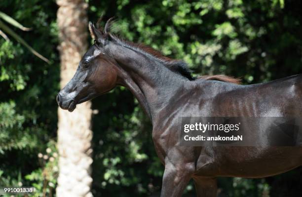 portrait of running purebred arabian black  filly - filly stock pictures, royalty-free photos & images