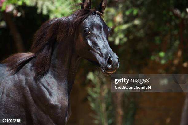 portrait of running purebred arabian black  filly - trots fotografías e imágenes de stock