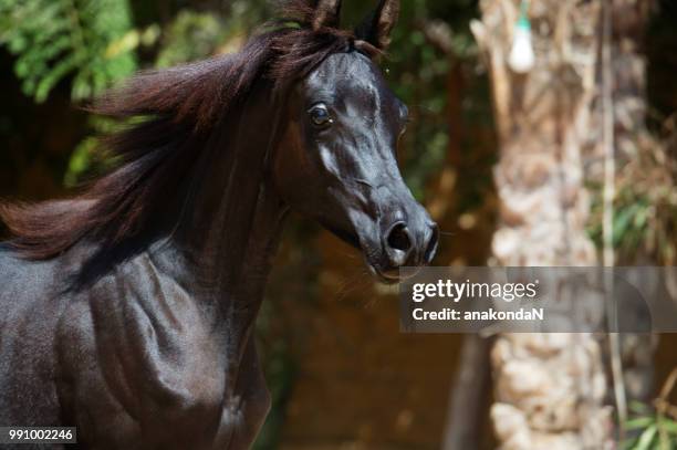 portrait of running purebred arabian black  filly - filly stock pictures, royalty-free photos & images