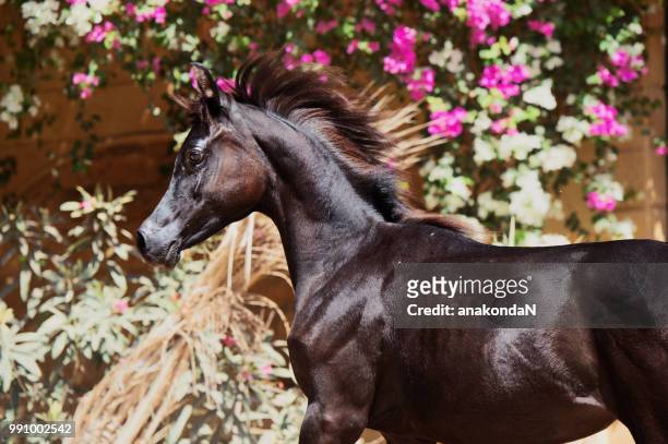 running purebred arabian dark filly at flowers background - filly stock pictures, royalty-free photos & images