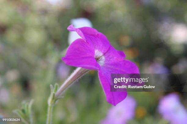 Rustam Hd 3,346 Rustam Stock Photos, High-Res Pictures, and Images - Getty Images