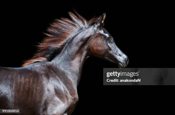 running purebred arabian dark filly at black background - filly stock pictures, royalty-free photos & images