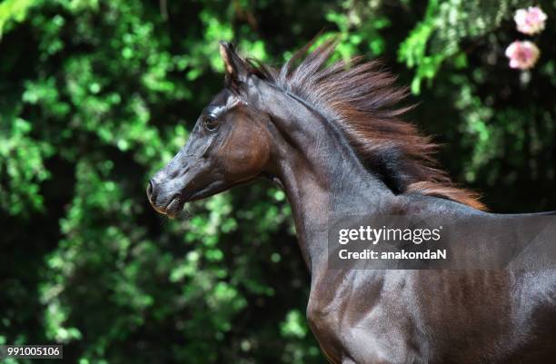 running purebred arabian dark filly at flowers background - filly stock pictures, royalty-free photos & images